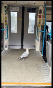 A seagull struts on a train, bright blue handle bars are the main colour in the photo